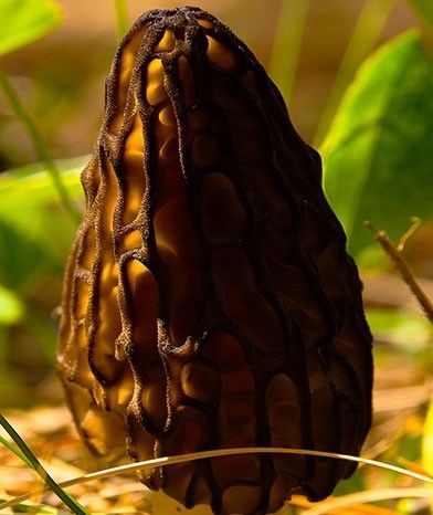 Smardz grzybnia do ogrodu 750ml na Arena.pl