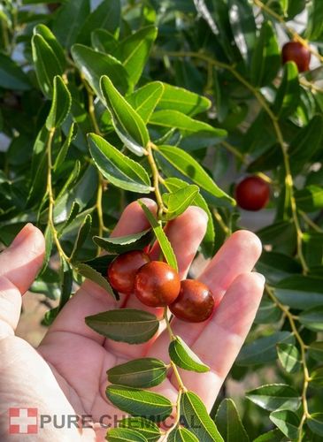 OLEJ JOJOBA NATURALNY TŁOCZONY NA ZIMNO NIERAFINOWANY 100ml SKÓRY I WŁOSÓW na Arena.pl