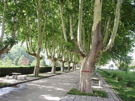 Platan 110-130-cm C3 zdjęcie 2