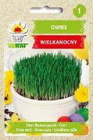 Owies wielkanocny na stół nasiona 30 g.