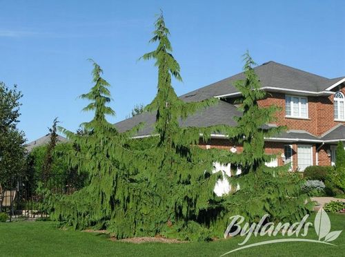 Cyprysik Nutkajski Pendula 40-60cm C3 na Arena.pl