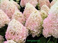 Hortensja bukietowa 'Phantom' (Hydrangea) w P11, wysokość 20-30 cm