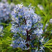 Amsonia Niebieska Gwiazda NOWOŚĆ Doniczka 1.0L