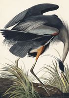 Plakat 21x29,7cm Wielka Błękitna Czapla, J.J. Audubon do Salonu