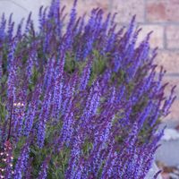 Szałwia omszona DEEP BLUE FIELD Miododajna Na rabaty Sadzonki P11