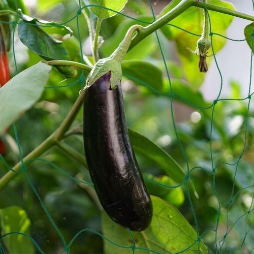 Podpora z siatką do ogórków i pomidorów 180 cm - Stelaż do roślin pnących na Arena.pl