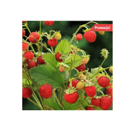 PROSTA W UPRAWIE POZIOMKA odmiana BARON VON SOLEMACHER, 10 szt. sadzonek