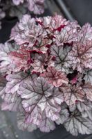 Żurawka mieszańcowa World Caffé™ Frappe - Heuchera x hybrida