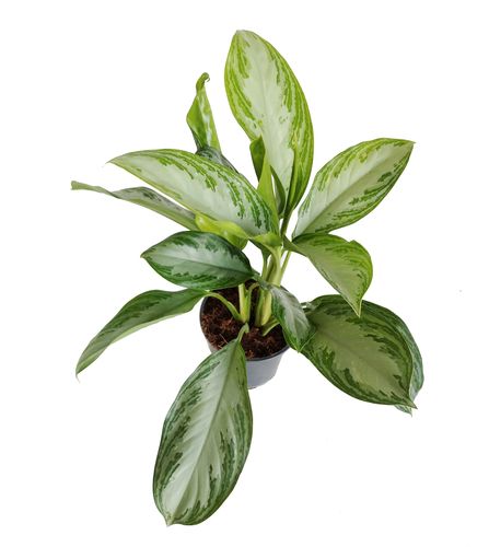AGLAONEMA SILVER BAY 50cm na Arena.pl