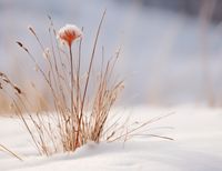 Plakat 65x50cm Zima w Detalach