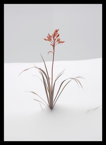 Plakat 25x35cm Subtelność Natury na Arena.pl