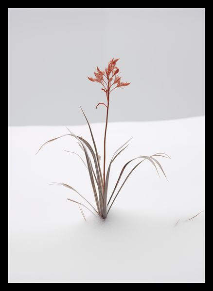 Plakat 25x35cm Subtelność Natury zdjęcie 2