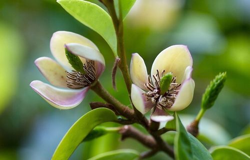 Michelia Figo - perfumy Diora 30-50cm P9 na Arena.pl