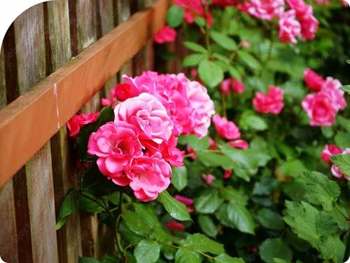 MOSPILAN 20SP 40G ŚRODEK PREPARAT OWADOBÓJCZY NA MSZYCĘ ĆMĘ SZKODNIKI na Arena.pl