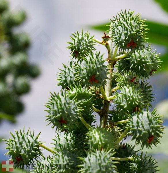 OLEJ RYCYNOWY NIERAFINOWANY TŁOCZONY NA ZIMNO NATURALNY + DOZOWNIK 1L zdjęcie 3