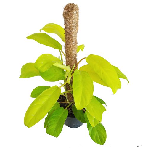 FILODENDRON MALEY GOLD  40cm na Arena.pl