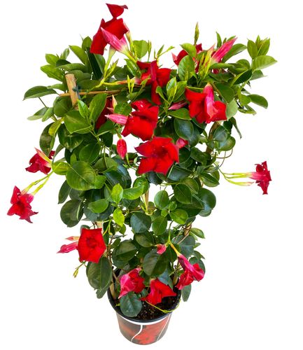 SANDEVILLA (SUNDAVILLE) CZERWONA 75cm na Arena.pl