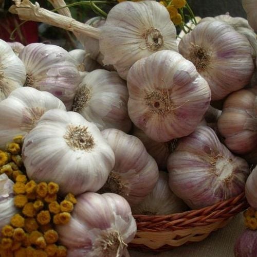 Czosnek zimowy Harnaś Polski 1kg MEGA KALIBER na Arena.pl