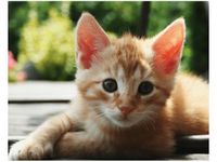 40X50CM RUDY KOT MATHIAS ERHART OBRAZ