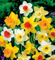 Narcyz Żonkil mix kolorów cebulki - 25 szt. duże cebulki.