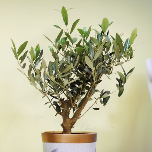 DRZEWKO OLIWNE (OLIWKA) 35 cm na Arena.pl