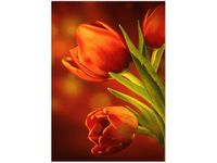 50X70CM CZERWONE TULIPANY OBRAZ PION ŚCIAN