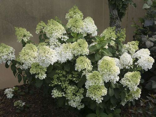 Hortensja bukietowa Bobo ® P9 E na Arena.pl