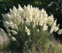 product-compare-48116314