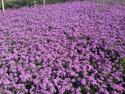 Werbena patagońska Motyli Krzew Duża Sadzonka (Verbena bonariensis) 2.0L na Arena.pl