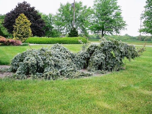Świerk Kłujący Glauca Pendula 30-50cm C3 na Arena.pl