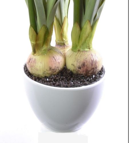 Amarylis drzewko na Arena.pl