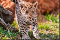 100 70CM OBRAZ PŁÓTNO MAYRA TAMBAKO THE JAGUAR PŁÓTNO RAMA