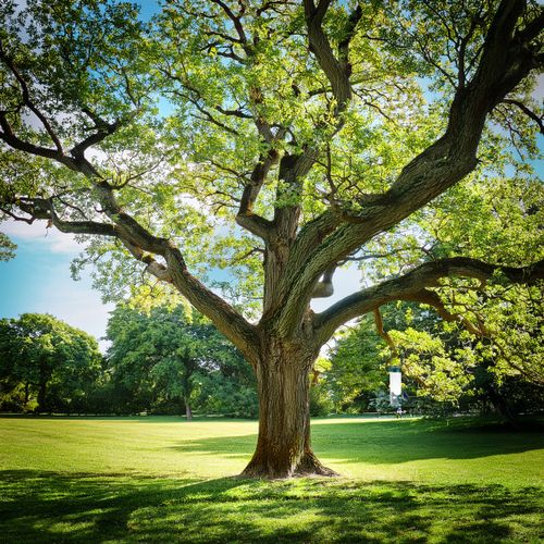 KARMNIK DLA PTAKÓW PRZEZROCZYSTY Z PODNÓŻKIEM na karmę Z DASZKIEM ZIARNA na Arena.pl