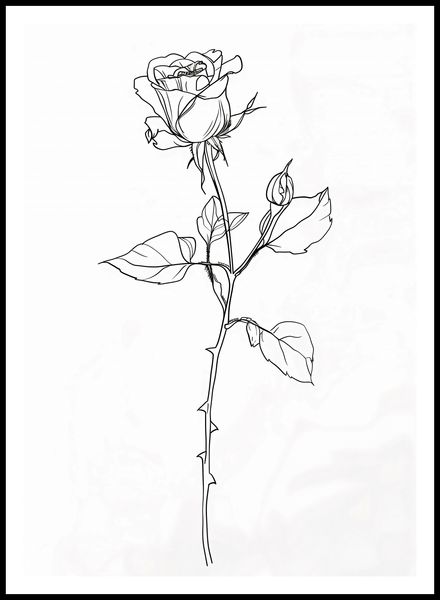 Plakat 67,5x95cm Kontur Róży zdjęcie 3