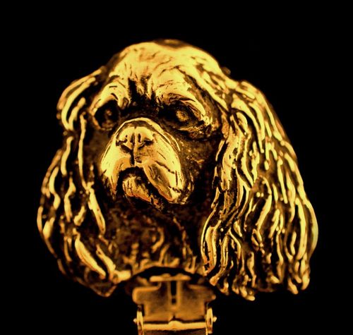 Cavalier King Charles Spaniel - klips - 1024 na Arena.pl