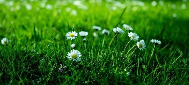 Proton Labs - Colostrum Liofilizowane 45% immunoglobulin 1000 mg | 60 kaps. zdjęcie 4