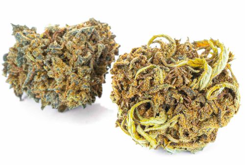 CBD SUSZ KONOPNY | AK 47 | PREMIUM 2g na Arena.pl