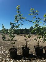 Grab pospolity sadzonka w doniczce 2L 80-100 cm | Żywopłot Carpinus betulus