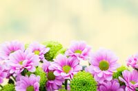 FOTOTAPETA KWIATY NATURA POLANA FIOLETOWE KWIATKI