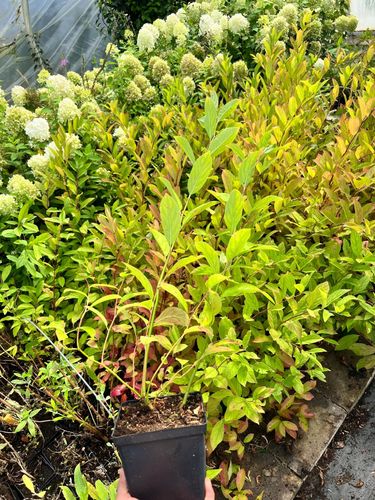 Itea wirginijska 'Henry's Garnet' Doniczka 2.0L (Itea virginica) na Arena.pl