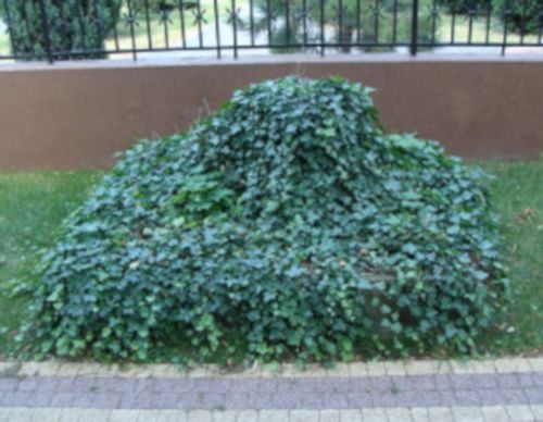 BLUSZCZ ZIMOZIELONY - sadzonki  w doniczkach ! na Arena.pl