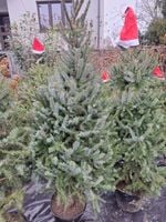 ŻYWA CHOINKA ŚWIERK SERBSKI 130-150 CM. PICEA OMORICA GĘSTY