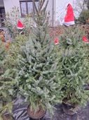 ŻYWA CHOINKA ŚWIERK SERBSKI 130-150 CM. PICEA OMORICA GĘSTY