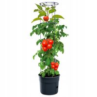 Doniczka do uprawy pomidorów zestaw Tomato Grower DONICA antracyt