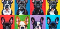 Plakat 91,3x44,5cm Buldogi Francuskie