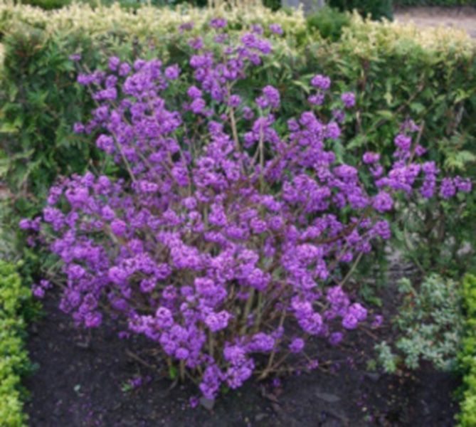 PIĘKNOTKA JAPOŃSKA POŁADNIA - sadzonki  w doniczkach zdjęcie 1