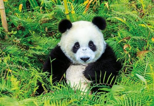 Puzzle Panda 500 el. na Arena.pl