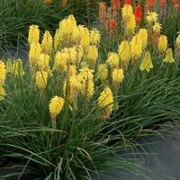 Trytoma POCO YELLOW Żółta Cytrynowa Kniphofia Kompaktowa odmiana Sadzonki