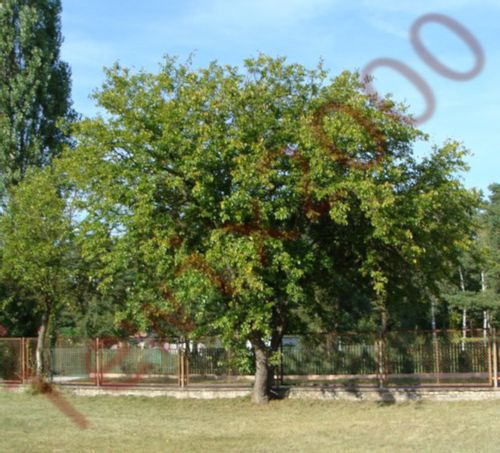 MORWA BIAŁA Alba - sadzonki w doniczkach na Arena.pl