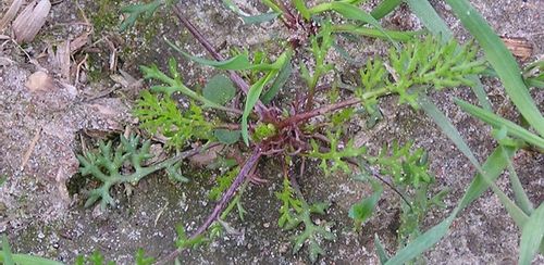 ROUNDUP RANDAP NA CHWASTY chwastobójczy glifosat środek koncentrat 1L BAYER na Arena.pl